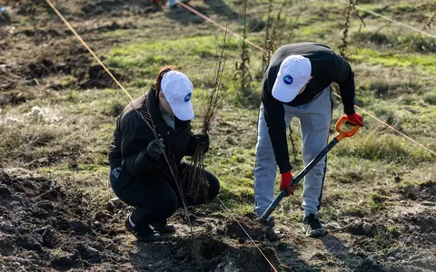 Peste 80 de voluntari P&G au plantat 1.700 de puieți de frasin și ulm