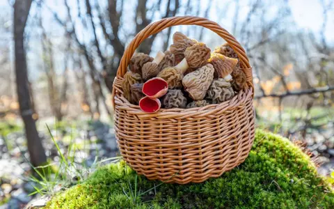 Ce ciuperci comestibile apar primăvara