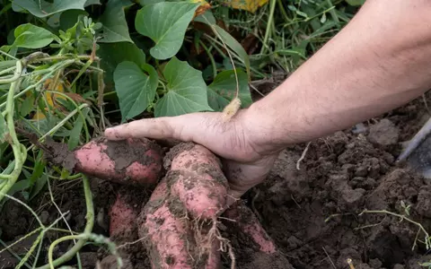 Cum să cultivi cartofi dulci în grădina ta