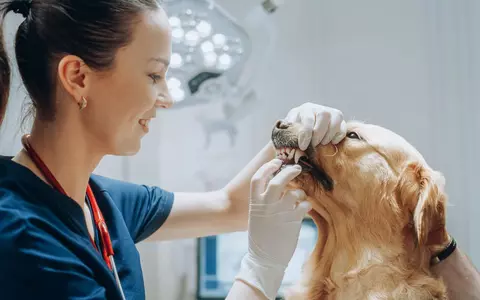 Cele mai frecvente boli dentare la câini și cum să le previi