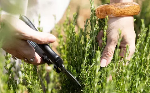 Drumul rozmarinului din câmp până la raft. Reportaj din Provence, locul în care începe povestea produselor pentru păr de la Weleda