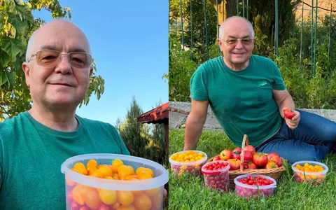 Imagini inedite din grădina lui Emil Boc. Primarul din Cluj-Napoca a cules primele roșii din acest sezon, cultivate chiar de el: „Poate nu sunt cele mai mari sau perfecte. Dar, pentru mine, sunt cele mai valoroase”