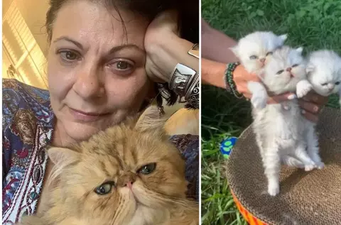 Elena Cârstea câștigă o avere din afacerea cu pisici: "E o grămadă de muncă cu ele, dar merită tot efortul"/ Cu câte mii de dolari a vândut un singur pui