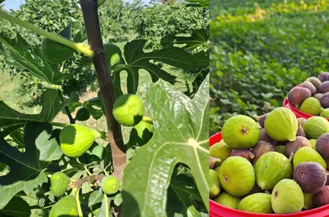 Livada din Buzău de unde poți să culegi singur smochine. Prețul unui kilogram e mai mic decât în supermarket