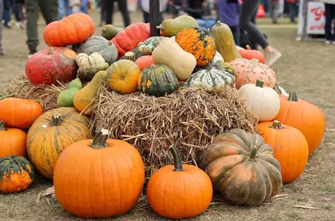 Cu cât vinde Lidl un dovleac de plăcinte și unul pentru Halloween