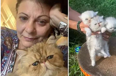 Elena Cârstea câștigă o avere din afacerea cu pisici: "E o grămadă de muncă cu ele, dar merită tot efortul"/ Cu câte mii de dolari a vândut un singur pui