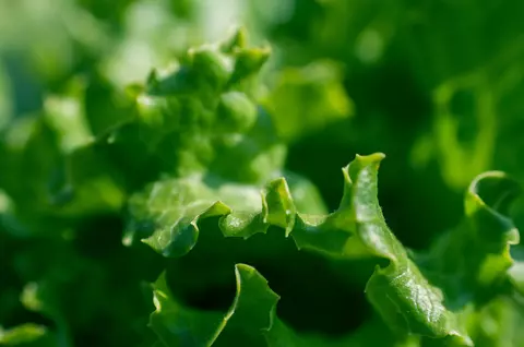 Din grădină în farfurie: gustul proaspăt începe cu semințele de salată