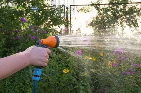 Ghidul udării corecte pe timp de caniculă: când, cât și cum udăm plantele