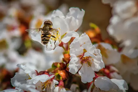Miraculoasa miere de Manuka – de ce să o ai întotdeauna în casă?