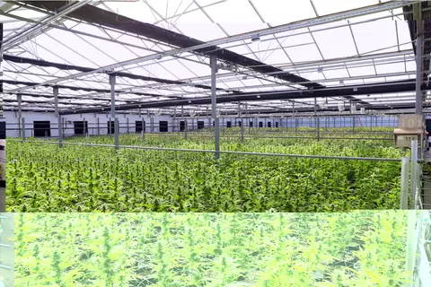 Cum sa obtii un climat propice pentru dezvoltarea plantelor si legumelor?