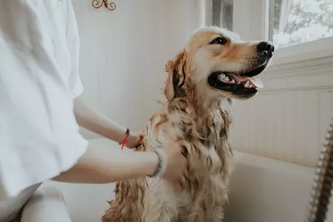 Cum să vă feriți câinele de purici și căpușe: un scurt ghid