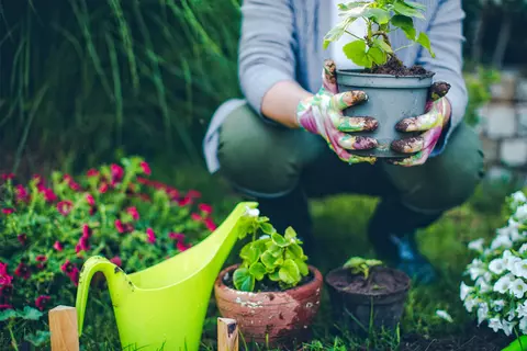 Solariile de legume: de la principii de baza la tehnologii avansate de creștere