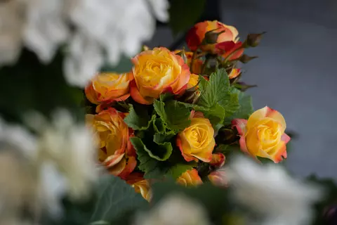 Iată top 3 flori pe care să le ai în grădină pentru un aspect cât mai plăcut!