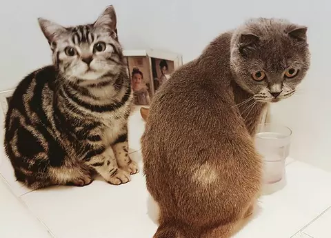 Astăzi este Ziua Internațională a pisicilor! Iată cele mai simpatice feline ale vedetelor din România!