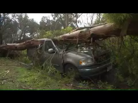 Two-Fallen-Trees-Two-Smashed-Cars-Same-Guye-Unlucky-Guy