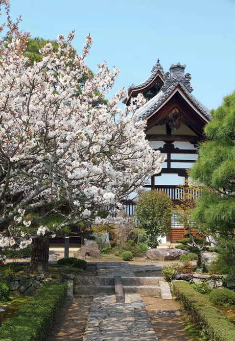 Kyoto – Oraşul florilor de cireş