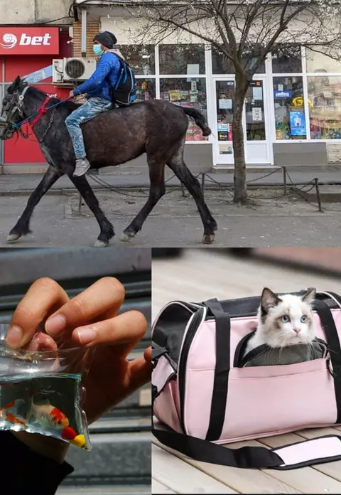 Nu e nicio glumă, ci realitatea din România! Cum sfidează oamenii măsurile impuse de autorități: Plimbatul pisicii în geantă, ieșitul cu peștele pe afară sau „operațiunea calul”