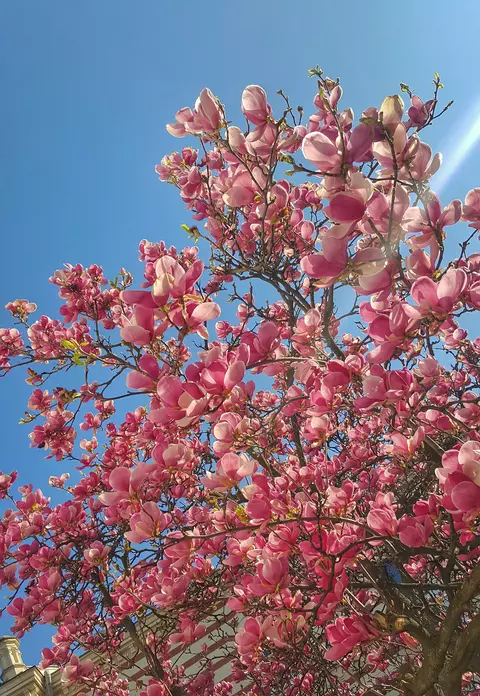 Cum se face dulceața din petale de magnolie. Rețeta ușoară