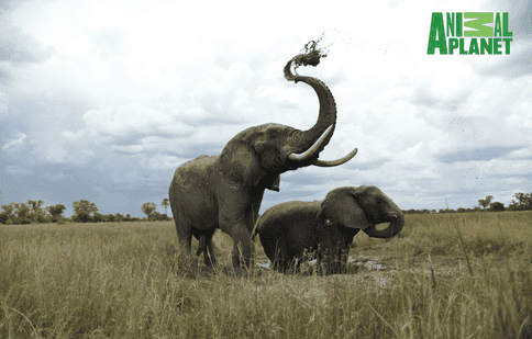 Animal Planet anunță o nouă premieră globală: „Eroi pentru animale”