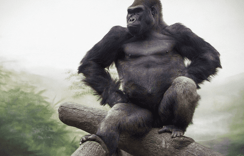 King Kong și-a câștigat și el dreptul de a avea un serial