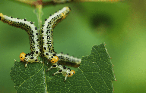 Care sunt cele mai dăunătoare insecte pentru agricultură și cum să le combați eficient?