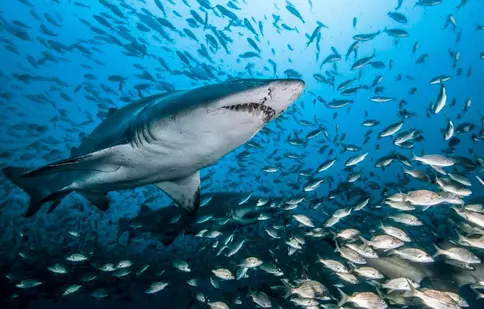 BBC Earth va difuza, în premieră, pe 12 iulie, documentarul „Rechinii” | FOTO