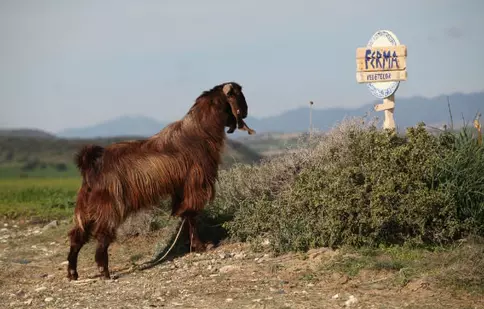 „Ferma vedetelor” se pregătește de start!