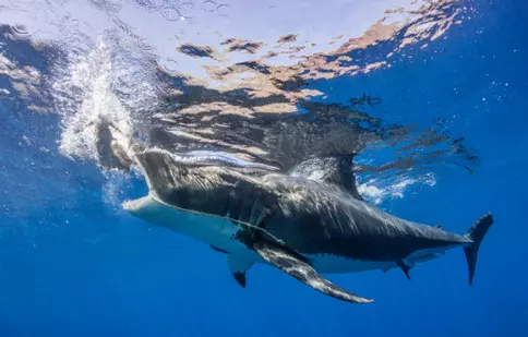 La Discovery începe „Shark Week”. Programele sunt disponibile și online