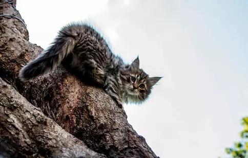„Luna felinelor” revine la Nat Geo Wild. Ce documentare sunt în program