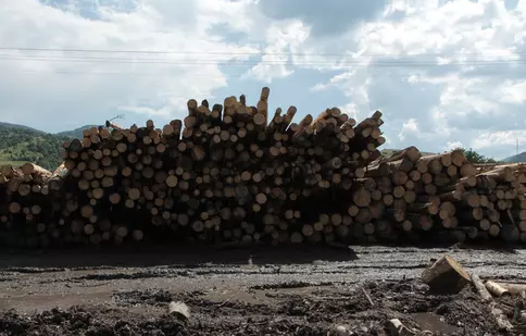„Lemn”/„Wood”, filmul care vorbește despre tăierile ilegale de păduri din România, va avea premiera la Festivalul Internațional de Film Documentar Copenhaga