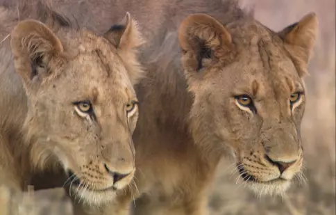 National Geographic Wild difuzează în februarie programul de documentare „Duminici cu feline” 