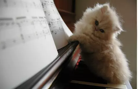 Vrei un profesor de pian? Două pisici sunt gata pentru prima lecţie!