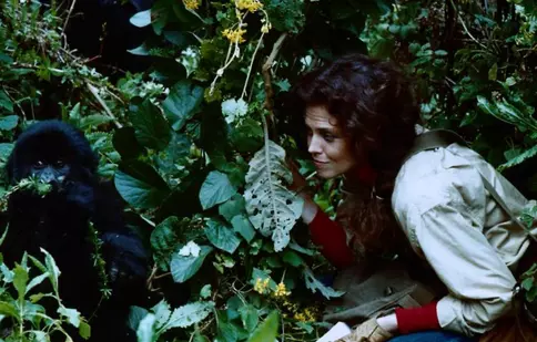 Sâmbătă, Filmul de Oscar la TVR 2: "Printre Gorile", cu Sigourney Weaver