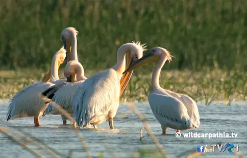 Episodul 2 al seriei "Wild Carpathia", sâmbătă, la TVR