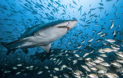 BBC Earth va difuza, în premieră, pe 12 iulie, documentarul „Rechinii” | FOTO