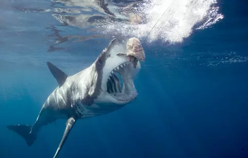 Postul Discovery difuzează “Săptămâna rechinilor” între 24 şi 30 august