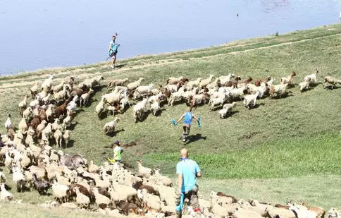 „Șerifii de România” ajung la stână