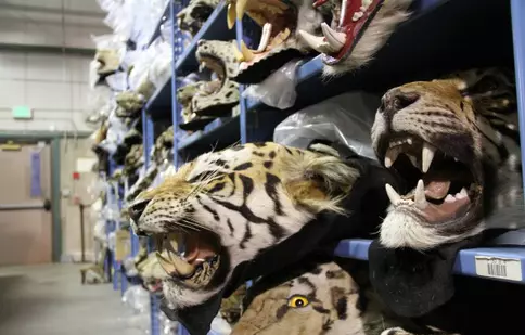 Premieră mondială la Discovery Channel: „Racing Extinction”