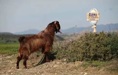 „Ferma vedetelor” se pregătește de start!