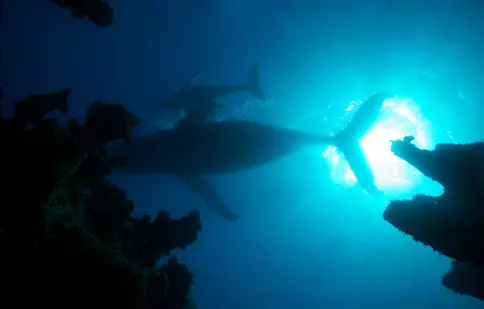 Faună, floră și un pic de umor, la BBC Earth în iunie