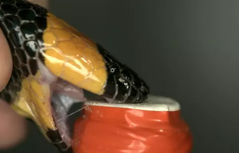 Orice greșeală ar putea fi ultima: “Vânătorii de venin”