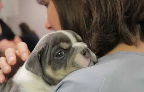 Nat Geo WILD anunță premiera „Animale la Urgență”