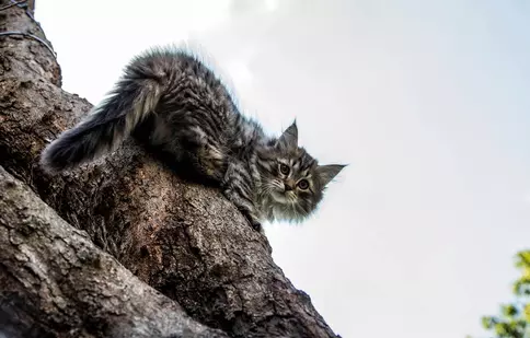 „Luna felinelor” revine la Nat Geo Wild. Ce documentare sunt în program
