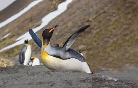 Marți, pe 25 aprilie, Animal Planet sărbătorește Ziua Mondială a Pinguinilor!