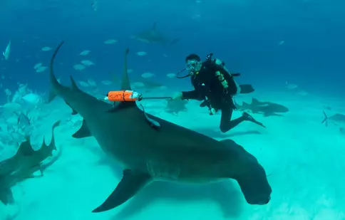 De astăzi, Discovery dă startul „Săptămânii rechinilor”. Lista documentarelor programate