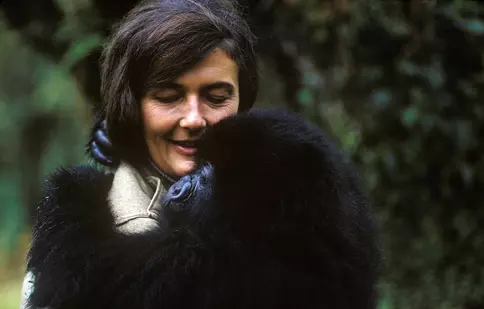 National Geographic va difuza seria documentară „Dian Fossey: Dincolo de ceață”