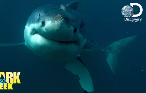 GALERIE FOTO. Luni, 23 iulie, Shark Week se întoarce la Discovery Channel pentru cea de-a 30-a aniversare