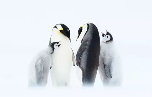 GALERIE FOTO. Astăzi, BBC Earth difuzează al doilea episod al seriei „Dinastii” – „Împăratul”