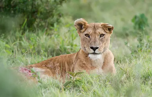GALERIE FOTO. „Leul”, al treilea episod al seriei „Dinastii”, va fi difuzat astăzi, 6 decembrie, la BBC Earth