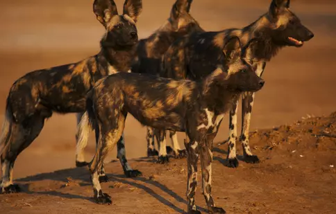 GALERIE FOTO. Al patrulea episod al seriei „Dinastii”, „Câinele sălbatic african”, e difuzat astăzi, la BBC Earth